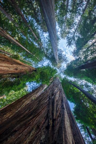 Blue;Branches;Brown;Calm;Cloud;Cloud Formation;Clouds;Cloudy;Flowers & Plants;Forest;Forested;Gold;Healing;Health care;Healthcare;Leaf;Looking up;Nature;Pastoral;Redwood;Sunlight;Sunshine;Tan;Timber;Timberland;Tree;Wood;Woodland;Woods;bark;foliage;green;landscape;leaves;limbs;oneness;orange;peaceful;plant;plants;restful;serene;sky;soothing;sunlit;tranquil;tree limbs;trees;trunk;zen